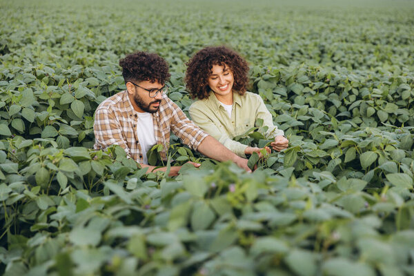 Two agronomists are inspecting soybean plants in a field, demonstrating expertise in agriculture and crop management