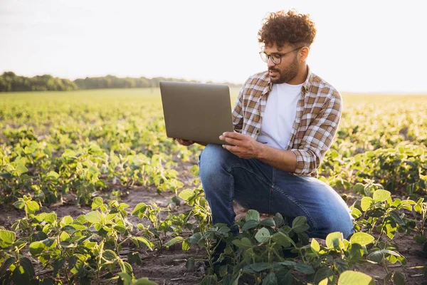 Young agronomist analyzing crops with laptop, implementing modern technologies in agriculture for improved efficiency and sustainability