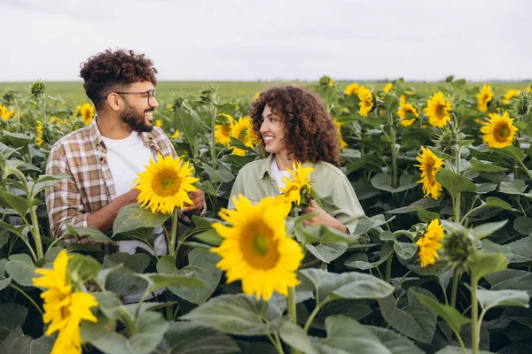 Two agronomists working together and examining sunflowers in a field, checking the health of the crop