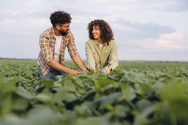 Interracial team of agronomists examining and analyzing plants in a vibrant soybean field, focusing on crop health and sustainable practices