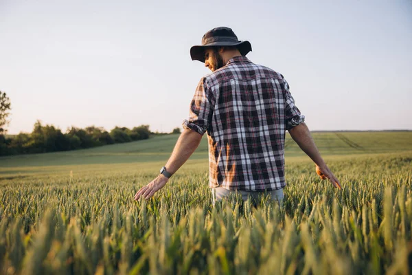 Agronomist walking through a vibrant green wheat field, gently touching the ears of grain while enjoying the warm glow of sunset