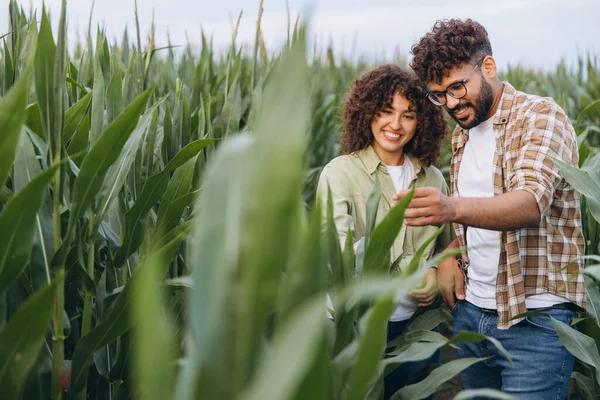 Two agronomists inspecting corn crops in a field, closely examining plant growth and health while enjoying the summer outdoors