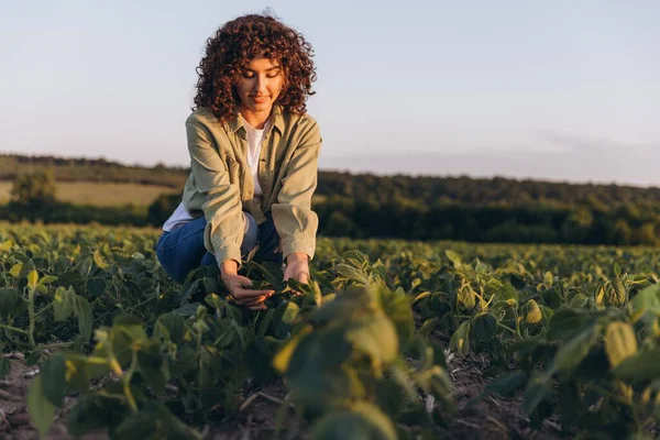 Young curly agronomist woman analyzing the growth of soybean plants in a cultivated field at sunset