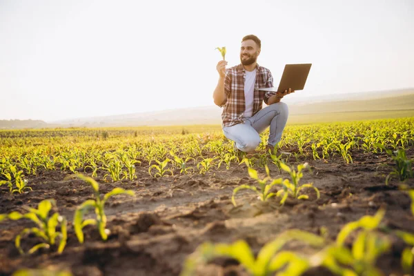 Bearded agronomist analyzing corn plant growth while using a laptop in a cultivated field during a beautiful sunset