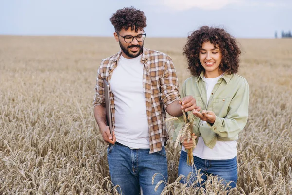 Two agronomists are smiling and walking through a wheat field while holding and checking wheat ears, and a tablet