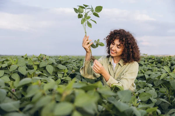 Young agronomist examining the roots of a soybean plant in a cultivated field, ensuring healthy crop growth