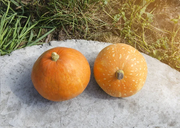 sonbahar bahçesinde iki turuncu kabak