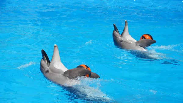Due delfini in piscina a giocare con le palle — Foto Stock