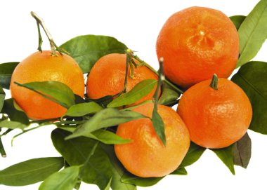 dallar mandalina beyaz izole zemin üzerine yeşil yaprakları ile