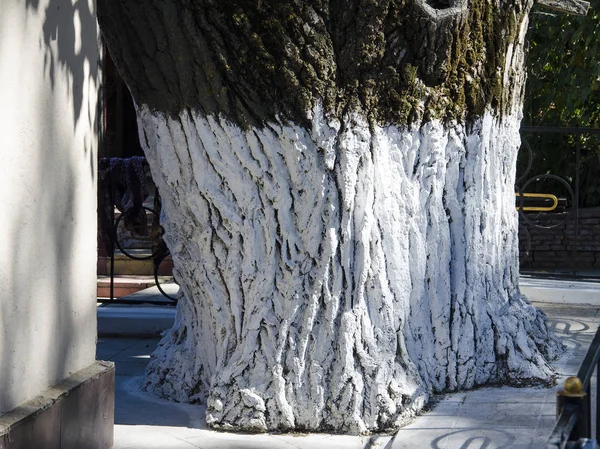 Ağaç bakımı, ağaç kabuğu mevsiminde beyazlatıcı