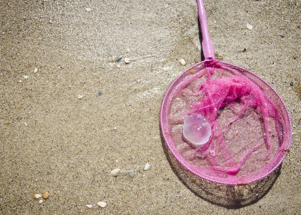 kıyıda kelebekler yakalamak için bir kelebek bir denizanası yakaladı