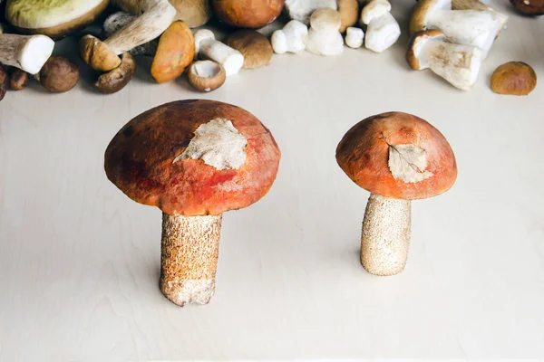 Stüdyodaki kırmızı kafalarda kavak yapraklı mantarlar.