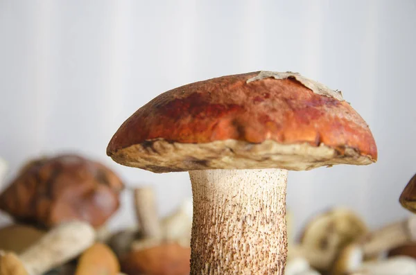 turuncu kapak kırmızı çörek şapka bir kavak yaprağı ile yakından