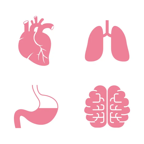 Εικόνες Ανθρώπινων Οργάνων Καρδιά Πνεύμονες Στομάχι Εγκεφάλους Eps10 — Διανυσματικό Αρχείο