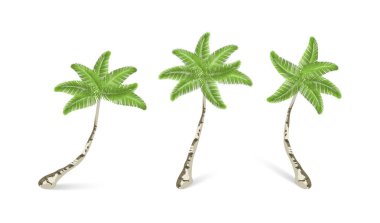 Palmiye ağaçları koleksiyonu. Gerçekçi palmiye ağaçları. Gölge boş geçmiş on üç palmiye ağaçları