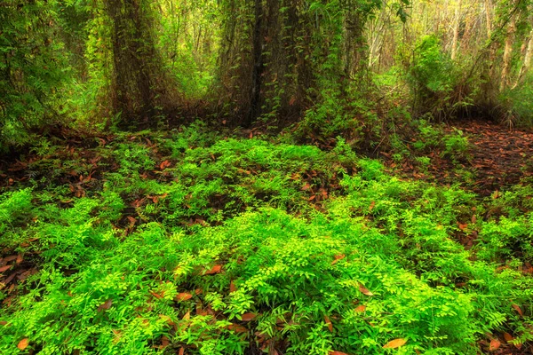 Árboles Verdes Fondo Hojas Bosque — Foto de Stock