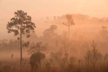 Güzel orman manzara sisli gündoğumu Mulk salaeng Luang Milli Parkı (Nong Mae na), Tayland