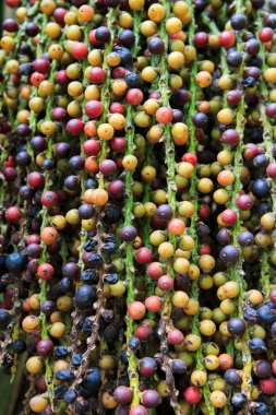 Fishtail palmiye tohumu, Caryota mitis Bahçe arka plan ve doku