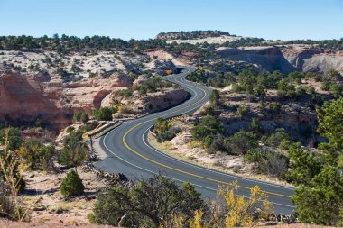 Yol ve ağaçlar Canyonlands Milli Parkı, Utah, ABD