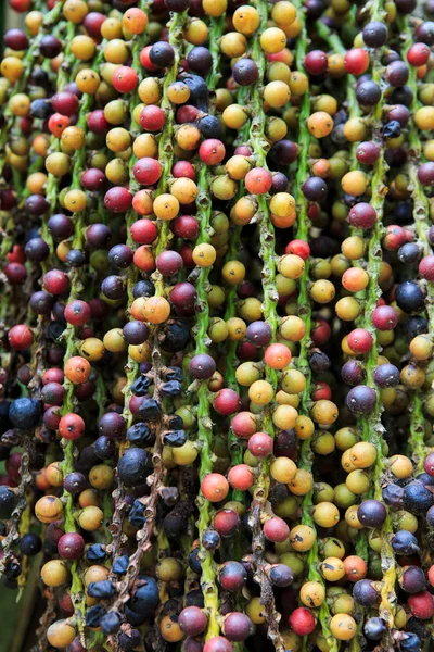 Fishtail Palm Seed Caryota Mitis Fundo Jardim Textura — Fotografia de Stock