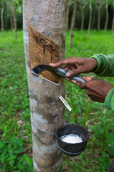 Dokunarak lateks lastik ahşap, Phuket, Tayland.