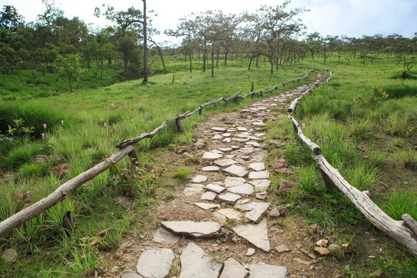 Camino Del Bosque Con Roca Hasta Colina Parque Nacional — Foto de Stock