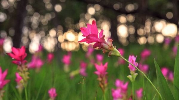 Beautiful wild siam tulips blooming in the jungle at Sai Thong National Park, Chaiyaphum province, Thailand