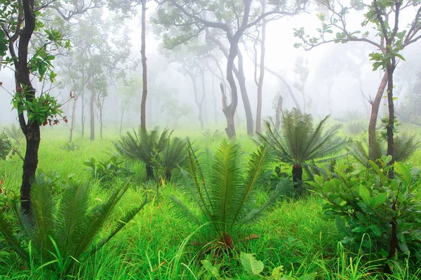 Cycad Palmeira Floresta Com Névoa Fundo — Fotografia de Stock