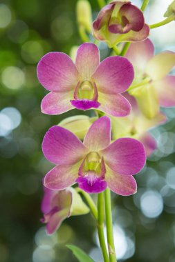 Güzel orkide. Mor Dendrobium sonia (Salepgiller) yakın çekim bitki.
