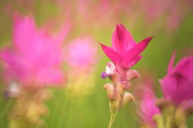 Sai tanga Milli Parkı, Chaiyaphum Eyaleti, Tayland, ormanda çiçek açan güzel vahşi siam laleler