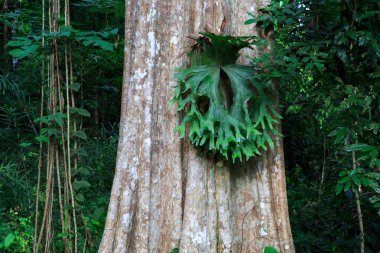 Lagerstroemia calyculata Kurz ağaç ve ağaç kabuğu, Tayland derin orman