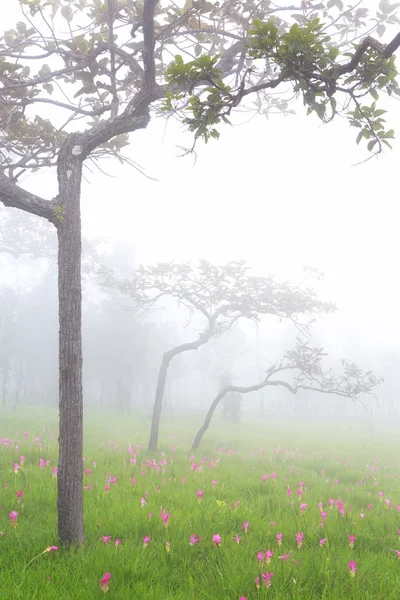美しい野生サイアム チューリップ サイひも国立公園 チャイヤプーム県 タイのジャングルの中で咲く — ストック写真