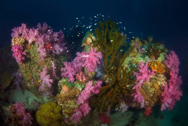 South Andaman, Güney Tayland renkli yumuşak mercanlar