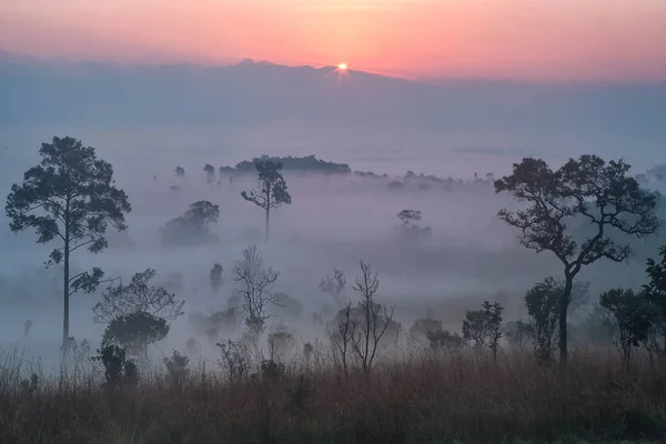 Bela Paisagem Florestal Nevoeiro Nascer Sol Thung Salaeng Luang National — Fotografia de Stock