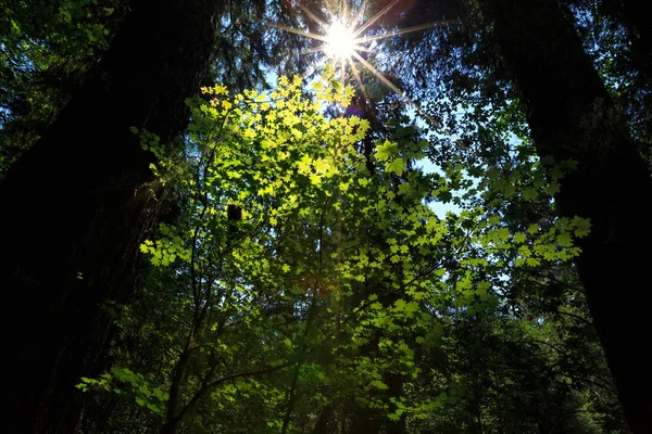 Gröna Blad Med Flare Ljus Skogen Kalifornien Usa — Stockfoto