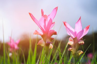 Sai tanga Milli Parkı, Chaiyaphum Eyaleti, Tayland, ormanda çiçek açan güzel vahşi siam laleler