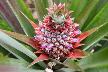 Gruptaki, Tayland tropikal meyve taze ananas