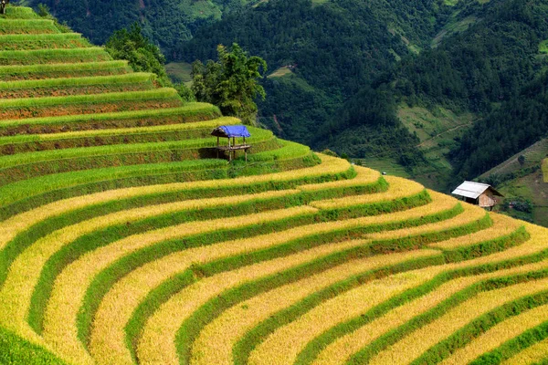 Small Bamboo Hut With Rice fields on terraced of Mu Cang Chai, YenBai, Vietnam. Rice fields prepare the harvest at Northwest Vietnam