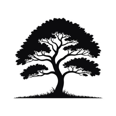 Geniş, olgun bir ağacın silueti. Karmaşık dalları ve tam tepe örtüsü var. Beyaz arka plan teknolojisi arka planında izole edilmiş.