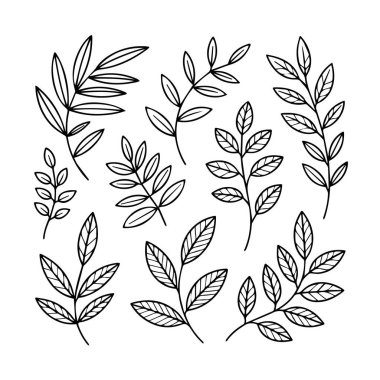 Beyaz arka plan teknolojisi arka planında çeşitli yaprak ve gövdelerin yer aldığı narin el yapımı botanik çizimler koleksiyonu