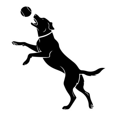 Siyah bir köpeğin top yakalamak için zıplaması, beyaz arka planda izole edilmiş.