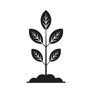 Yaprakları beyaz arkaplanda izole edilmiş bitki