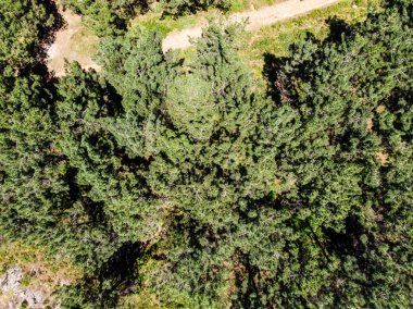 Istanbul Yakacık orman yolu havadan uçak görünümü. Uppser yan şehir hayatının.