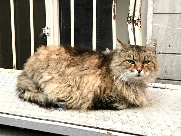 Fat Cat sitting in the corner of the street / Street Animal.