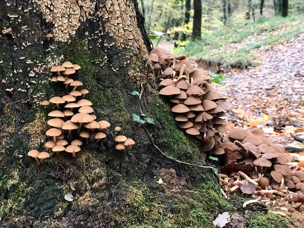 Cogumelos Madeira Fungos Floresta Tipo Faia Produto Orgânico — Fotografia de Stock