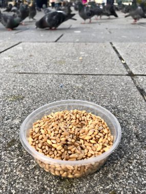 Besleme Birds ayçiçeği ile / çekirdek tohum Istanbul sokakları. / Türkiye. Geleneksel alışkanlıklar