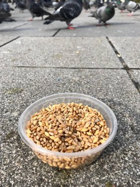 Besleme Birds ayçiçeği ile / çekirdek tohum Istanbul sokakları. / Türkiye. Geleneksel alışkanlıklar