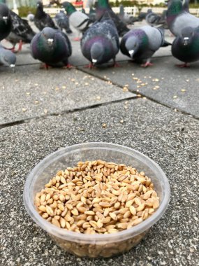 Besleme Birds ayçiçeği ile / çekirdek tohum Istanbul sokakları. / Türkiye. Geleneksel alışkanlıklar