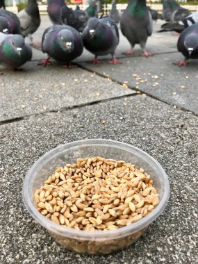 Besleme Birds ayçiçeği ile / çekirdek tohum Istanbul sokakları. / Türkiye. Geleneksel alışkanlıklar