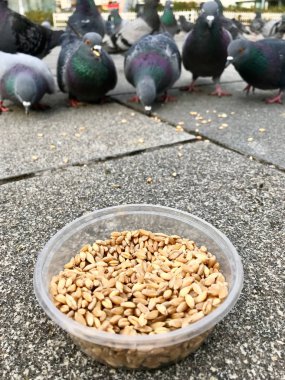 Besleme Birds ayçiçeği ile / çekirdek tohum Istanbul sokakları. / Türkiye. Geleneksel alışkanlıklar